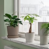 Three potted plants on marble shelf by window: tall green pachira, lush leafy plants.