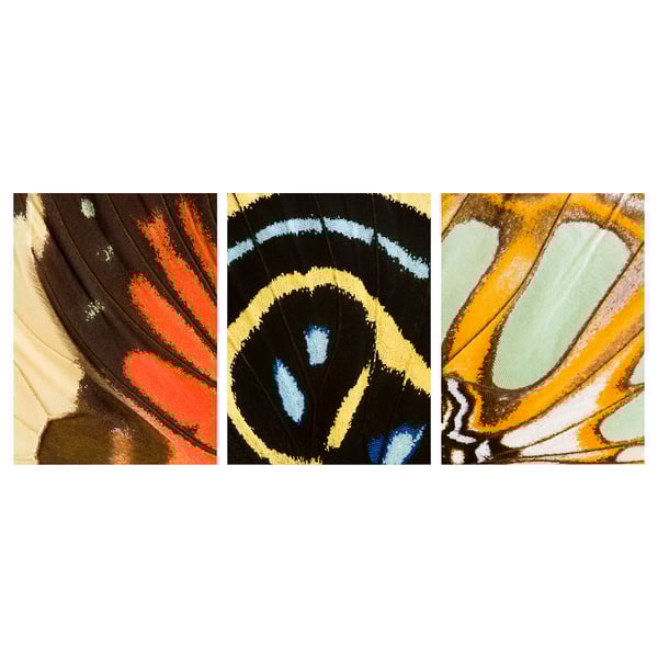 Three butterflies: red, black, blue, yellow, green wings in frames.