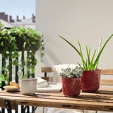 Red pots with plants, crackers, and coffee on wooden table.