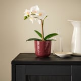A small red stoneware planter with textured dots and a white orchid on a black table. Beside empty vases and a small bowl.