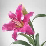 Vibrant artificial lily with vivid pink petals, yellow center, green leaves.