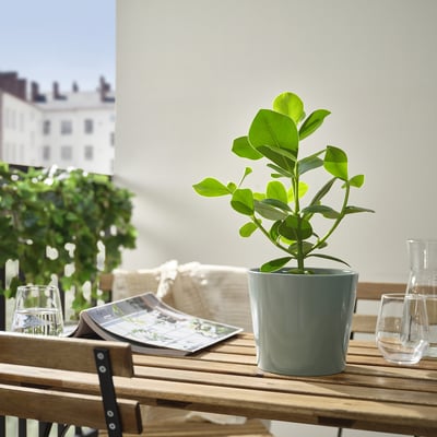 Small potted green plant sits on wooden table. Two glasses of water and a newspaper nearby. Background has a building and chair.