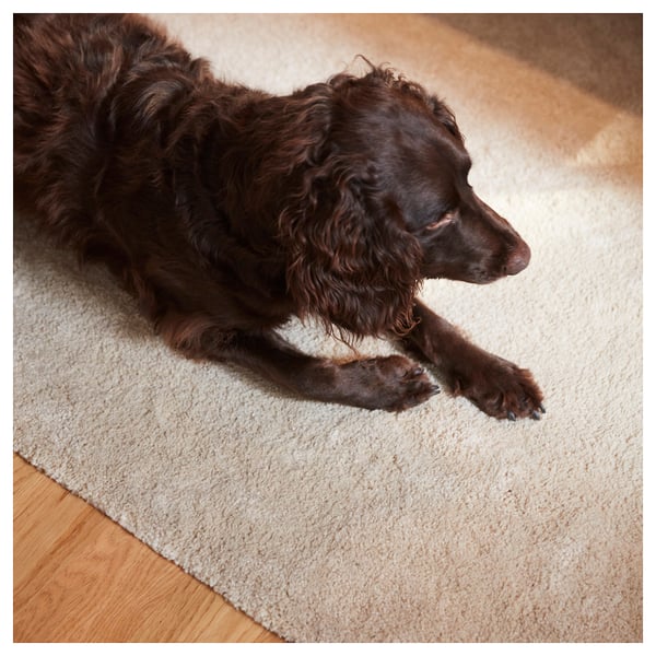 Brown dog resting on beige rug. Soft pile and comfortable, fits large spaces.