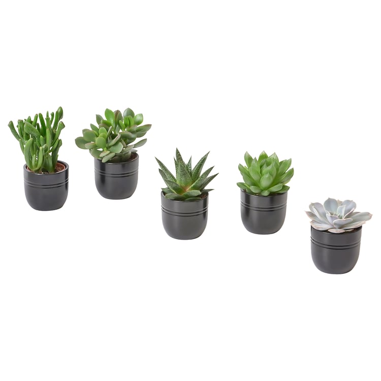 SUCCULENT potted plant with pot, Succulent assorted/black, 6 cm IKEA
