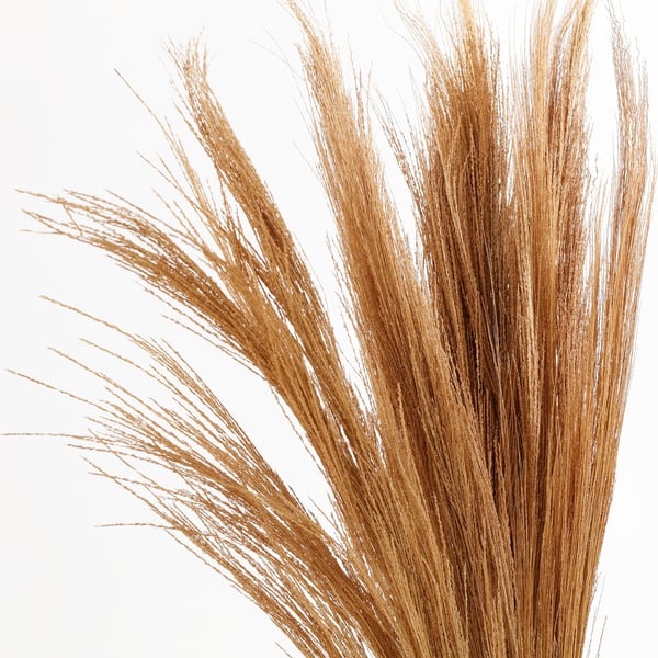 Detailed, close-up of dried, golden-tan plant stems, artfully arranged, highlighting texture and quality.