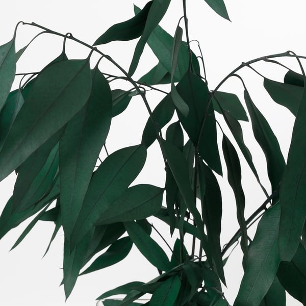 Dark green, intricately arranged dried leaves on stems, contrasting sharply against a plain white background.