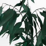 Dark green, intricately arranged dried leaves on stems, contrasting sharply against a plain white background.