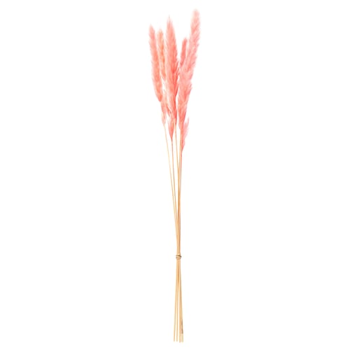 Pink dried grass stems; natural, long, decorative.