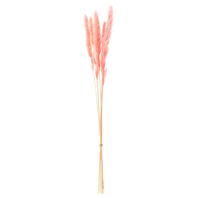 Pink dried grass stems; natural, long, decorative.