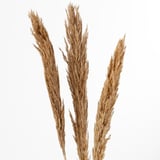 Three dried pampas grass stems, fluffy and well-preserved, against a white background.