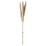 TORKA dried stems, tan. Hand-tied, natural grass-like fibers. Ideal for long-lasting vases.