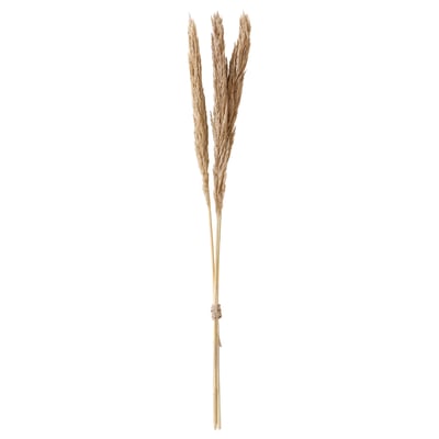 TORKA dried stems, tan. Hand-tied, natural grass-like fibers. Ideal for long-lasting vases.