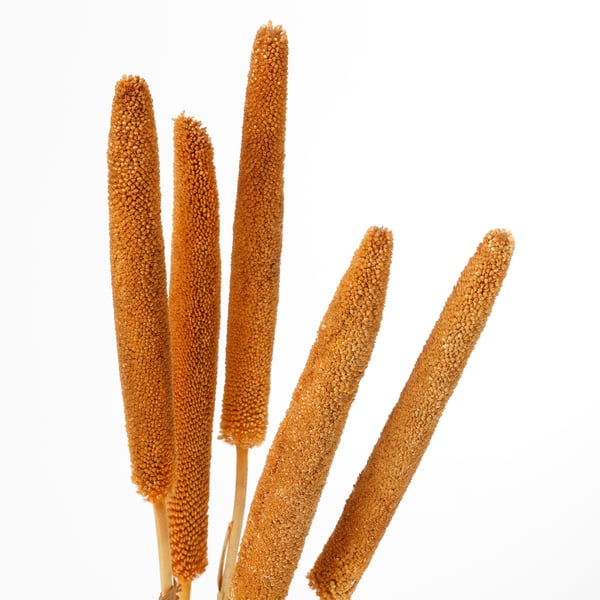 Five dried, golden-brown grass stems; neatly arranged.