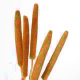 Five dried, golden-brown grass stems; neatly arranged.