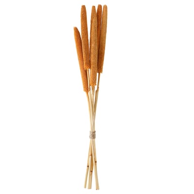 TORKA dried plant stems, beige color, bundled, natural texture.