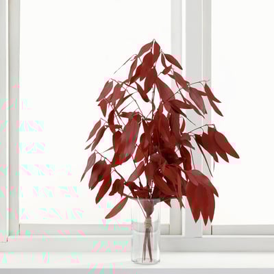TORKA red dried plant in clear glass vase on window sill.