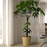 Een grote gele ÅKERBÄR plantenbak met groene bladplant in minimalistische ruimte.