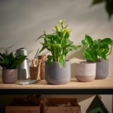 Drie pastelkleurige BUSKKAPRIFOL plantenpotten op houten plank, twee grotere, groene planten, gezellig muurcontrast.