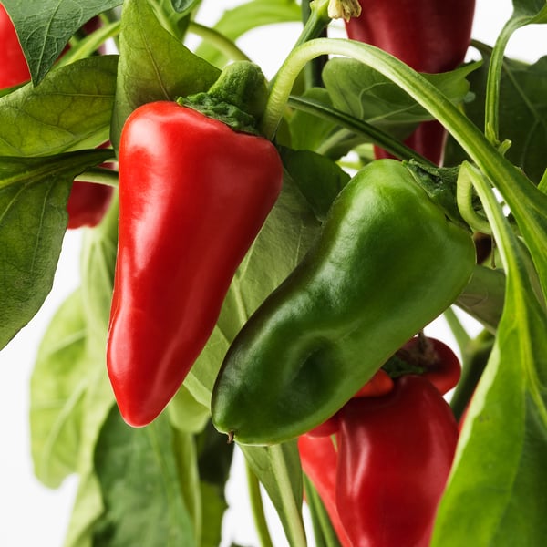 CAPSICUM ANNUUM Potplant, paprika diverse kleuren, 14 cm IKEA