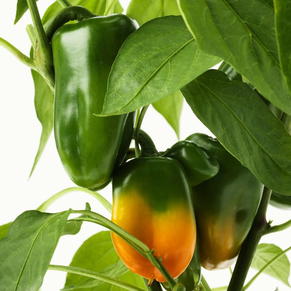 CAPSICUM ANNUUM Potplant, paprika diverse kleuren, 14 cm IKEA