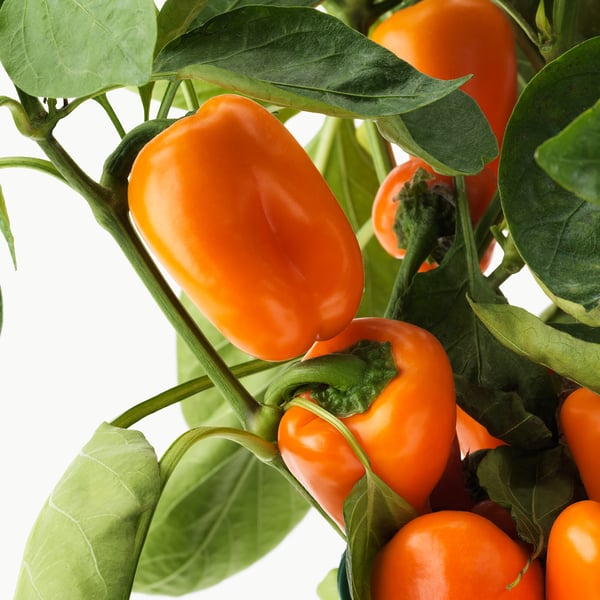 CAPSICUM ANNUUM Potplant, paprika diverse kleuren, 14 cm IKEA