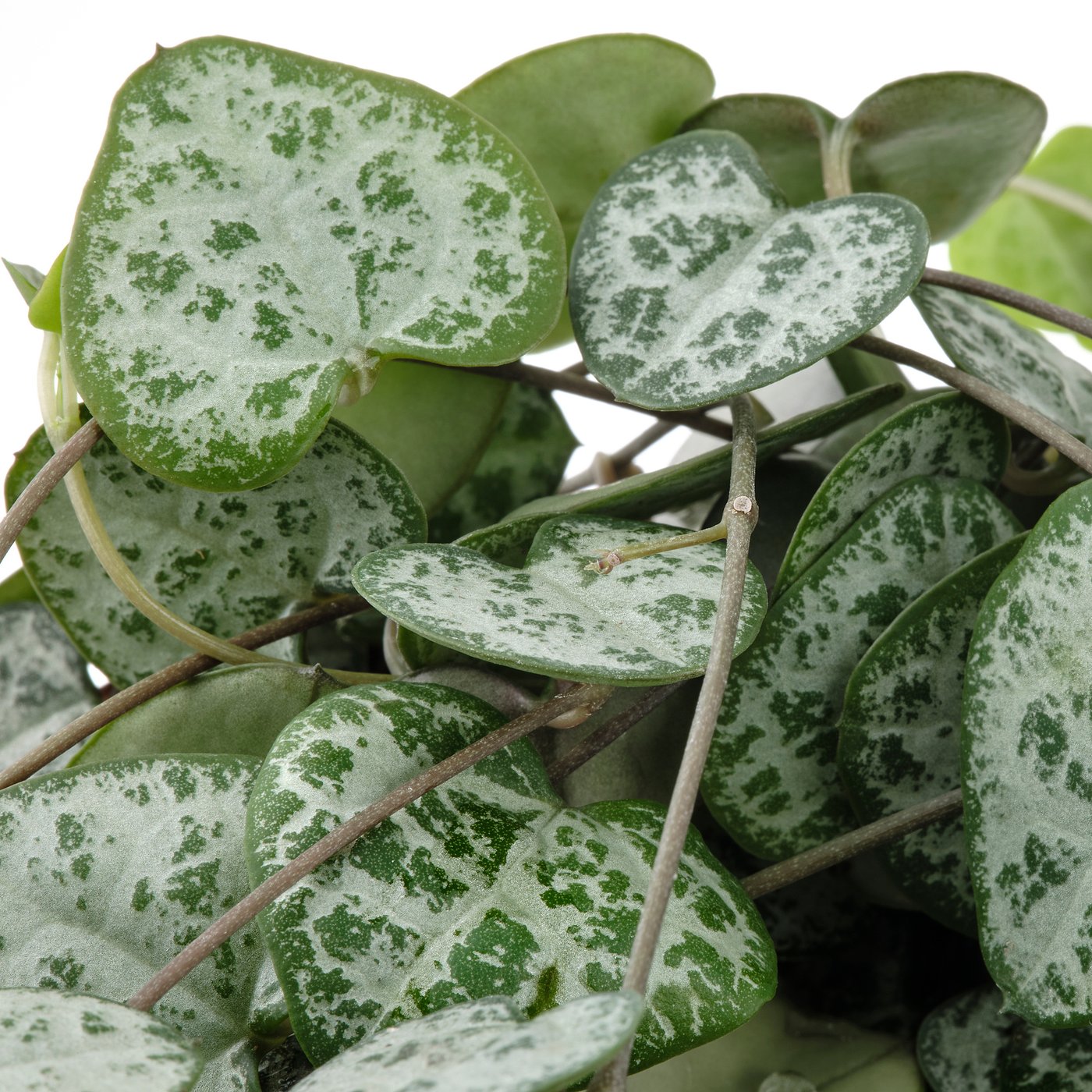 Set Van 2 Ceropegia Woodii - Lantaarnplantje - 15-20 Cm - Pot 12 Cm