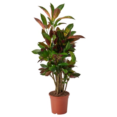 CODIAEUM Plant, croton, 21 cm