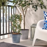 Balkonscène met kleine ingemaakte EUCALYPTUS-plant, witte stoel, blauw kussen en lantaarn.
