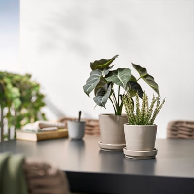 Plant op bureau bij raam met boeken.