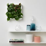 Aan de muur gemonteerde groene planten in wit vierkant frame op plank met vazen en boeken.
