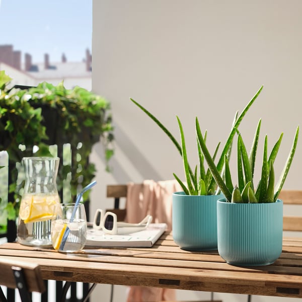 Twee blauwe plantenpotjes met aloë plantjes en limonade op een houten tafel.