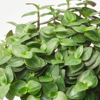 Verzameling van groene planten in pot in bruine potten.