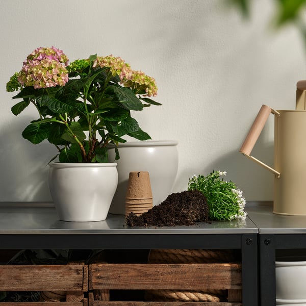 Een pothortensia met roze en groene bloemen staat op een plank, naast een beige gieter.