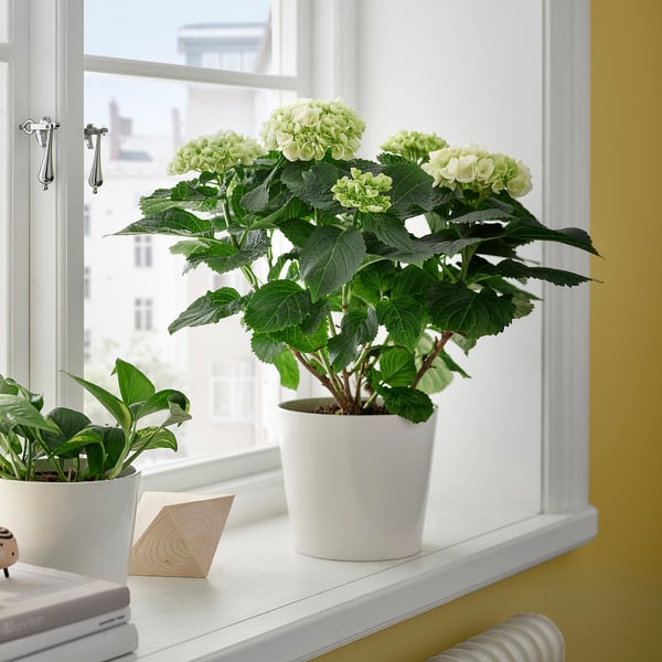 Een vensterbank met een witte pot met een groene hortensia plant naast een andere kleinere plant in een witte pot, boeken en een houten blok.