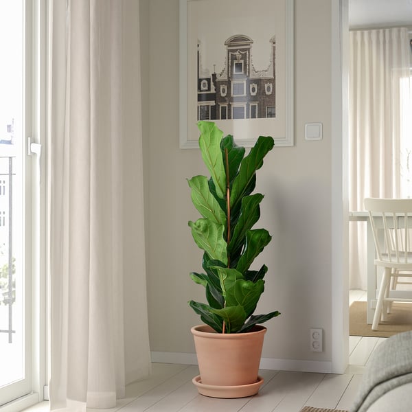 Ingemaakte vijgenplant door raam met gordijnen.