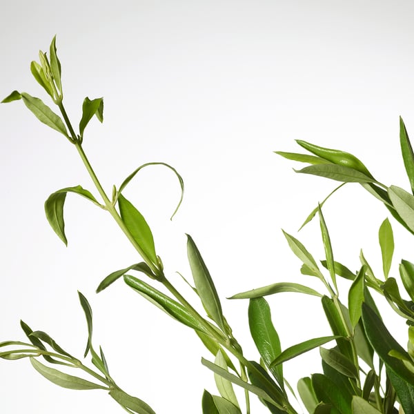 Levendige groene bladeren van een gezonde potplant tegen een helderwitte achtergrond, die frisheid en vitaliteit uitstralen.