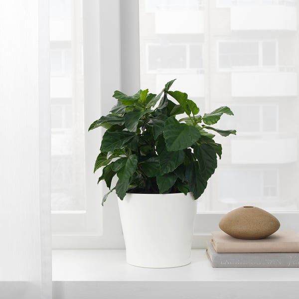 papaja sierpot wit winkel vandaag ikea