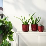 Drie rode sesamvormige plantenpotten op een witte plank, met groene planten.