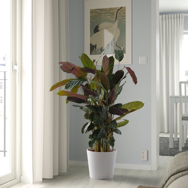 Kamerplant, abstracte kunst, lichtgordijnen.
