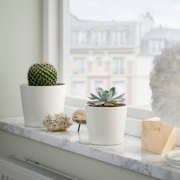 Vensterbank met witte sappige plant, cactus, koraal decor, houten blok, marmeren oppervlak.