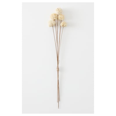 TORKA: natuurlijke droogbloemen - beige ovalen, minimalistisch design