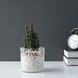 Een glazen terrarium met witte stenen met daarin een cactus, naast boeken en een klok tegen een grijze muur.