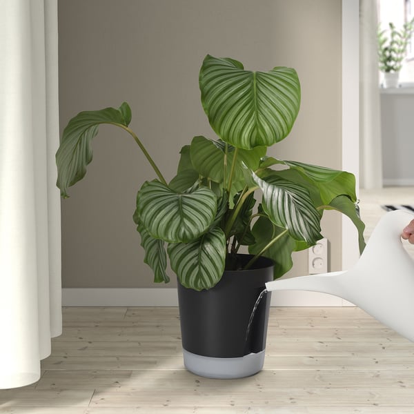 Persoon geeft potplant water