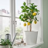 Lemon tree on windowsill with decorative figures.