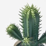 FEJKA Artificial potted plant, in/outdoor Cactus, 6 cm