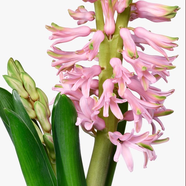 HYACINTHUS Potted plant, assorted colours, 12 cm