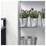 LAVANDULA Potted plant, Lavender, 12 cm