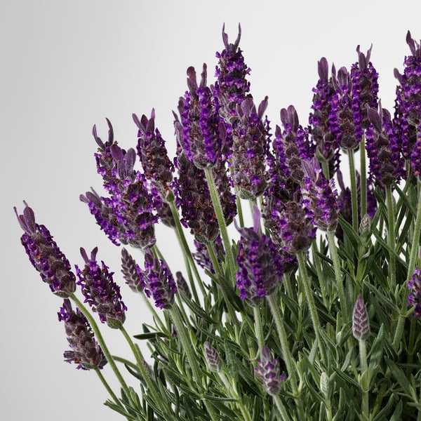 Vibrant lavender plant, lush green stems, dark purple flower clusters, premium quality.