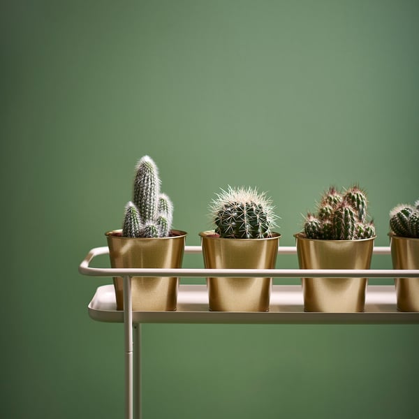 CACTACEAE Potteplante, blandede arter Kaktus, 12 cm