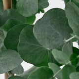 EUCALYPTUS Potteplante, eukalyptus, 17 cm